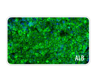 Biolaminin