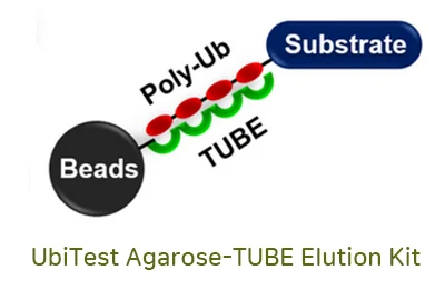 Leaders in Ubiquitin Proteasome Research