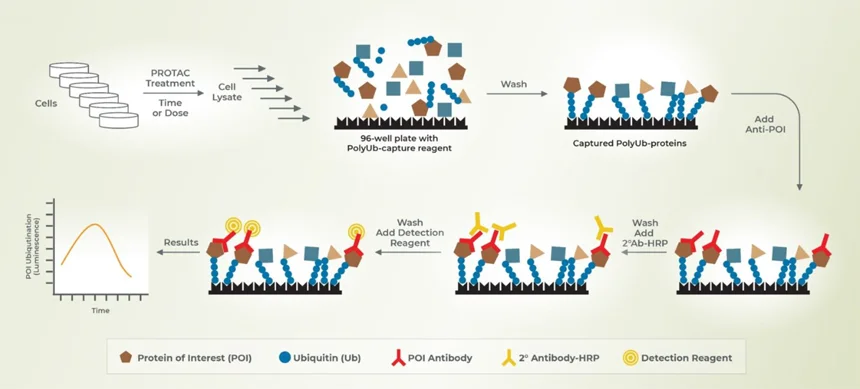Leaders in Ubiquitin Proteasome Research