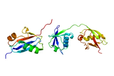 Ubiquitin and Ubiquitin Chains