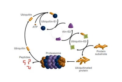 Ubiquitin and Ubiquitin Chains