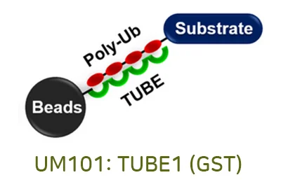 TUBEs: Ubiquitin Affinity Matrix