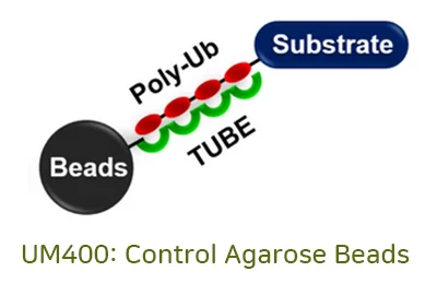 TUBEs: Ubiquitin Affinity Matrix